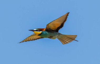 Avrupa Arı Yiyen (Merops apiaster) Güney İsveç 'te, mavi gökyüzünde uçuyor.