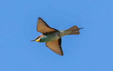 Avrupa Arı Yiyen (Merops apiaster) Güney İsveç 'te, mavi gökyüzünde uçuyor.