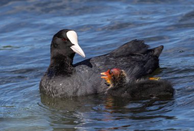 İsveç 'in güneyindeki küçük bir gölde, piliçle yüzen Avrasya Kuğu (Fulica atra).