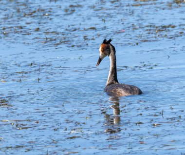 Büyük Armalı Yunus (Podiceps kristali) İsveç 'in güneyinde küçük bir gölde yüzüyor.