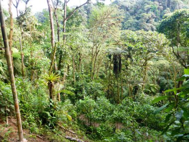 And Dağları 'ndaki yoğun bulut ormanı Quito, Ekvador' un batısında..