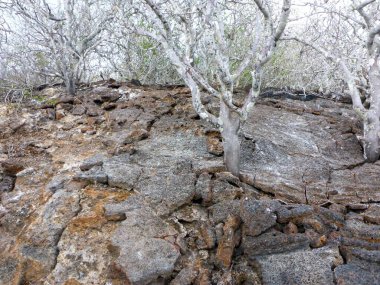 Genovesa Adası, Galapagos Takımadası, Ekvador, Güney Amerika.