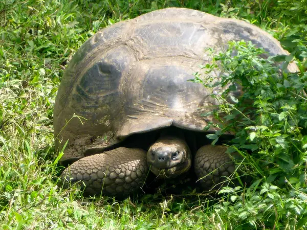 stock image Galapagos (Giant) Tortoise (Chelonoidis nigra) in Isla Santa Cruz in Galapagos Archipelago, Ecuador, South America.