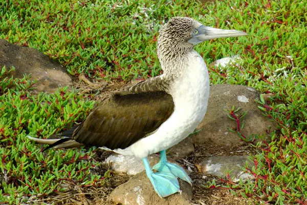 Galapagos Takımadaları, Ekvador, Güney Amerika 'da Mavi Ayaklı Bubi (Sula nebouxii).