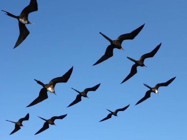  Galapagos Takımadaları 'nda, Ekvador' da, Güney Amerika 'da....