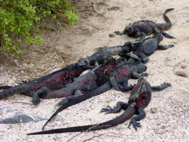 Punta Suarez, Galapagos, Galapagos takımadaları, Ekvador, Güney Amerika 'da Deniz İguanası (Amblyrhynchus cristatus).