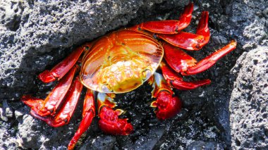 Sally Lightfoot (Grapsus grapsus), Kırmızı Lava Yengeci, Galapagos Takımadaları, Ekvador, Güney Amerika.