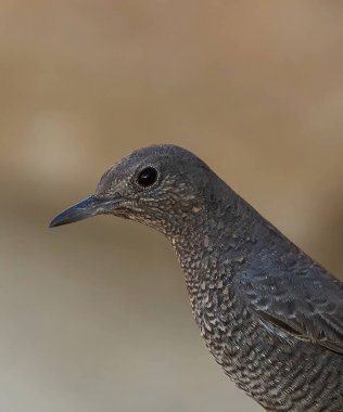 Yunanistan 'ın Karpathos adasının batı kesiminde Mavi Kaya Ardıcı (Monticola solitarius).