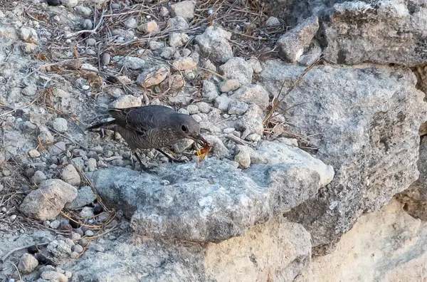 stock image Blue Rock Thrush (Monticola solitarius) on the western part of the island of Karpathos, Greece.