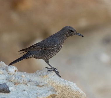 Yunanistan 'ın Karpathos adasının batı kesiminde Mavi Kaya Ardıcı (Monticola solitarius).