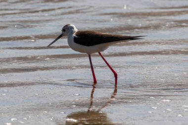 Batı Naxos, Yunanistan 'daki Mikri Vigla' da Kara Kanatlı Stilt (Himantopus himantopus).