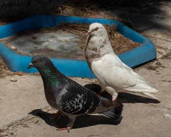 stock image Domestic pigeons in a park in Rafina, Greece.