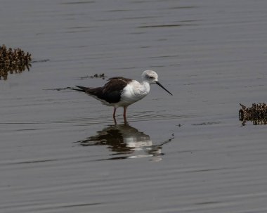 Güney İspanya 'da Malaga yakınlarındaki Guadalhorce doğa parkında küçük bir gölde (Himantopus himantopus) Kara Kanatlı Stilt.