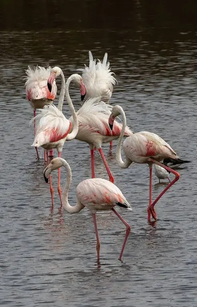 stock image Greater Flamingo (Phoenicopterus roseus) and Black-winged Stilt (Himantopus himantopus) in a small lake at nature park Guadalhorce near Malaga in southern Spain.