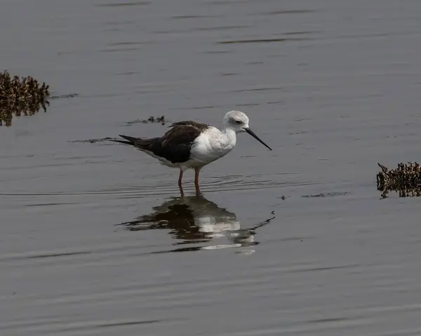 stock image Black-winged Stilt (Himantopus himantopus) in a small lake at nature park Guadalhorce near Malaga in southern Spain.