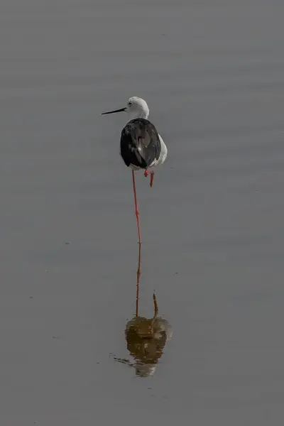 stock image Black-winged Stilt (Himantopus himantopus) in a small lake at nature park Guadalhorce near Malaga in southern Spain.