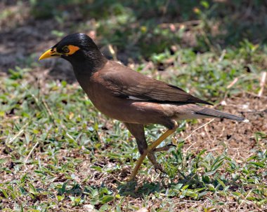 Common Myna (Acridotheres tristis) Tayland 'ın güneyindeki Koh Kadar adasında karada.