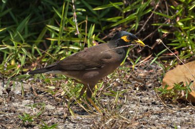 Common Myna (Acridotheres tristis) with nesting material on the island of Koh Kradan in southern Thailand. clipart