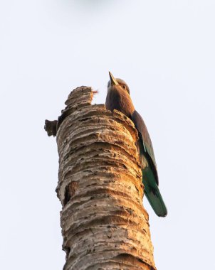 Hint Roller (Coracias benghalensis), Tayland 'ın güneyindeki Koh Lanta adasında eski bir ağaç gövdesinde..