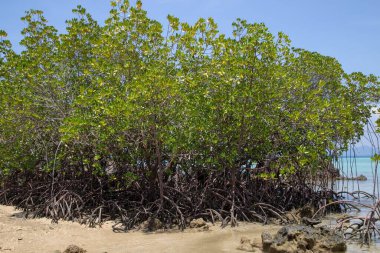 Mangrove, Tayland 'ın güneyindeki Koh Kradan adasında sahil kenarında..