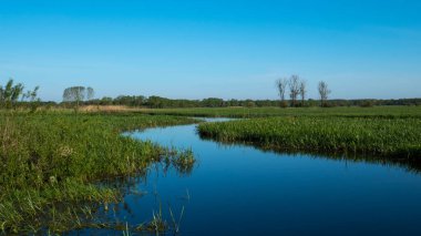 Bahar zamanı Polonya 'nın güneyindeki Goniadz' da sulak alan..