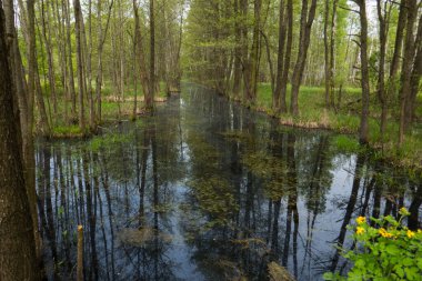 Polonya 'nın doğusundaki Bialowieza Ulusal Parkı' ndaki verimli yaprak döken ormandaki sulak arazi..