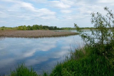 Polonya 'nın doğusunda yemyeşil yaprak döken küçük bir göl..
