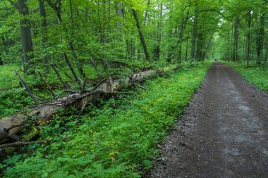 Dirt road through lush deciduous forest in Bialowieza National Park in eastern Poland. clipart