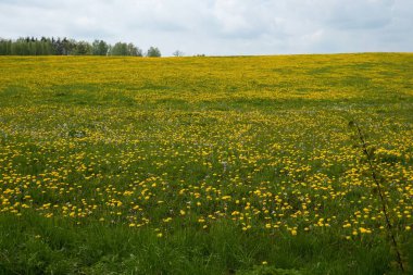 Polonya 'nın doğusundaki Goniadz' da karahindiba (Taraxacum) otlağı.