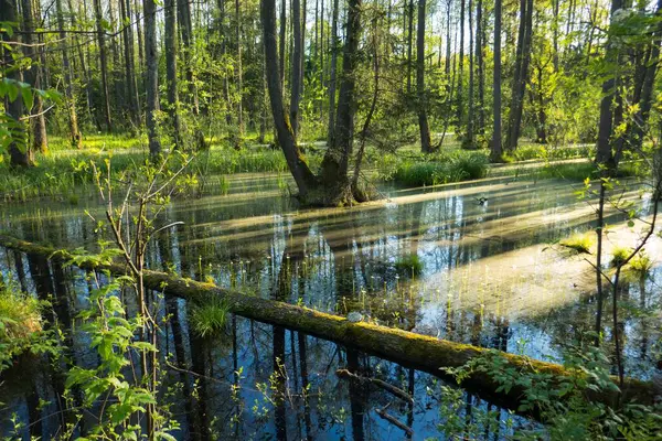 Polonya 'nın doğusundaki Bialowieza Ulusal Parkı' ndaki verimli yaprak döken ormandaki sulak arazi..