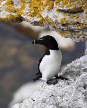 Stora Karlso, Gotland, İsveç 'te bahar mevsiminde Razorbill (Alca torda).