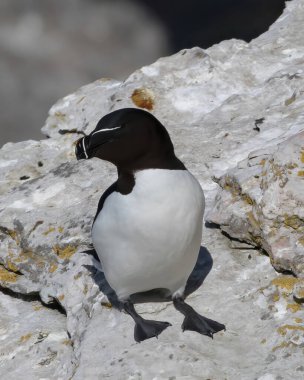 Razorbill (Alca torda) in springtime at Stora Karlso, Gotland, Sweden. clipart