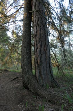 Storsund, nature reserve on eastern Gotland, Sweden. clipart