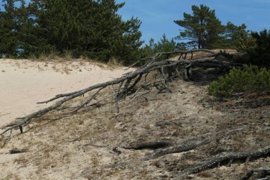 Ulla Hau doğa rezervi. Faro, Gotland, İsveç 'te kum tepeleri var..