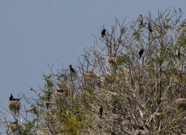 Akjestrask, a lake with a cormorant colony, on Faro, Gotland, Sweden. clipart