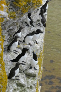 Razorbill (Alca torda) ve Guillemot (Uria aalge) Stora Karlso, Gotland, Güney İsveç 'te bir kuş dağı tarafından.