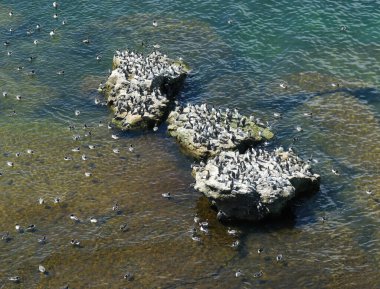 Guillemots (Uria Aalge) Stora Karlso, Gotland, İsveç 'te bir uçurumda dinleniyor..