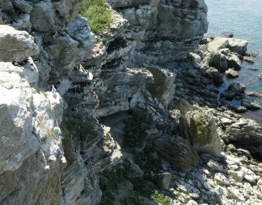  Auks by a bird mountain on Stora Karlso, Gotland, southern Sweden. clipart