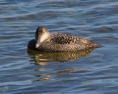 Common Eider (Somateria mollissima) female, swimming i the Baltic sea, at Stora Karlso, Gotland, Sweden. clipart