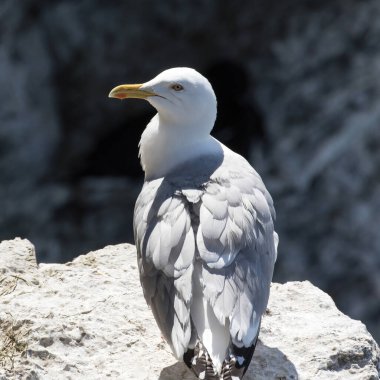 European Herring Gull (Larus argentatus) on Stora Karlso, Gotland, Sweden. clipart