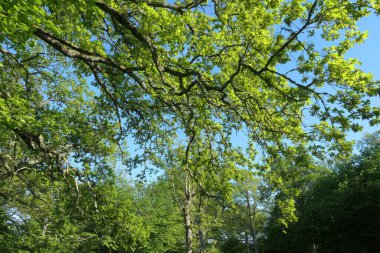 Doğa rezervi Fide Desiduoos Ormanı, Güney Gotland, İsveç.