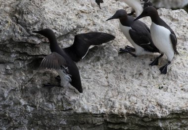 Stora Karlso, Gotland, İsveç 'te Guillemot (Uria Aalge).