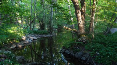 Lummelundsbruk, kuzeybatı Gotland, İsveç 'teki yaprak döken orman bölgesi..