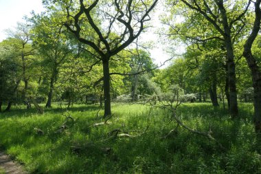 İsveç 'in kuzeyinde Ottenbylund' da yaprak döken orman..