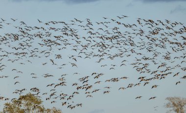 White-fronted Goose (Anser albifrons) and Barnacle Goose (Branta leucopsis), flying at Southern Oland, Sweden. clipart