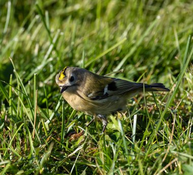 Goldcrest (Regulus regulus), İsveç 'in Ottenby şehrinin güney ucunda, göç zamanında..