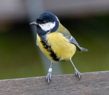 Great Tit (Parus major) adult, at Ottenby, southern tip of Oland, Sweden.