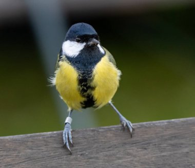 Great Tit (Parus major) adult male, at Ottenby, southern tip of Oland, Sweden. clipart