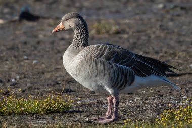 İsveç 'in Oland kentindeki Beijershamn doğa koruma alanında Greylag Goose (Anser anser).