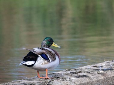 Mallard (Anas platyrhynchos) erkek, İsveç 'in güneyindeki Skane' de küçük bir gölde..